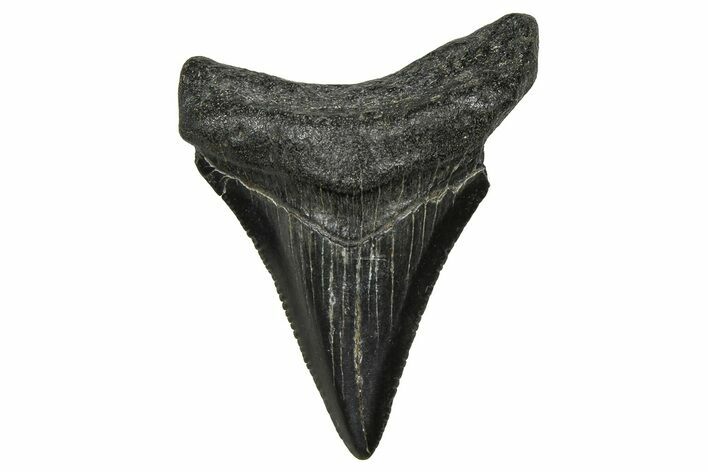 Serrated, Juvenile Megalodon Tooth - South Carolina #374227